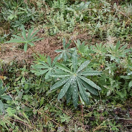 דירה Eisenhauer In *