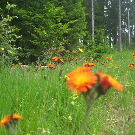 Eisenhauer In Schluchsee