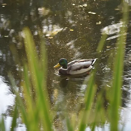 Eisenhauer In * Schluchsee