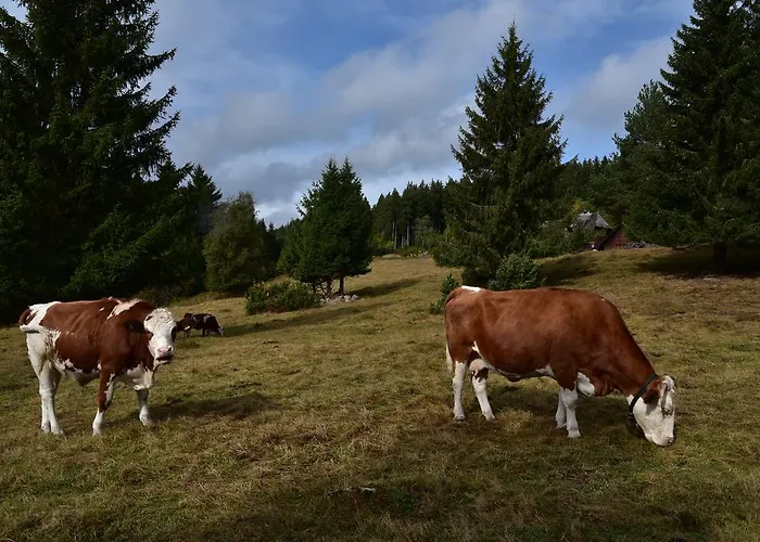 Appartement Eisenhauer In *