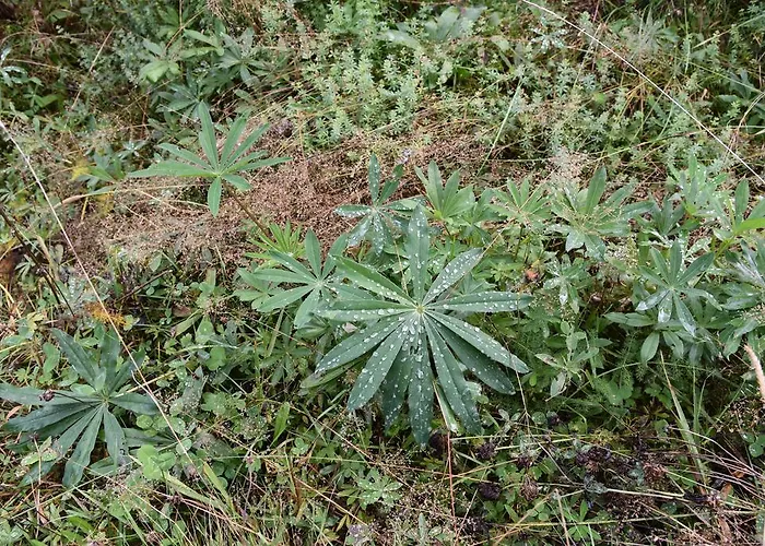 Appartement Eisenhauer In *