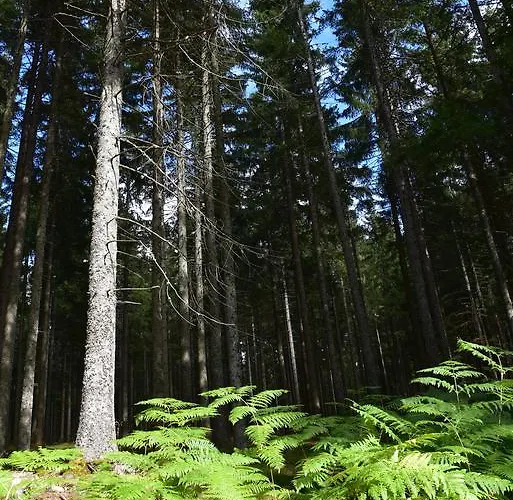 Appartement Eisenhauer In Schluchsee