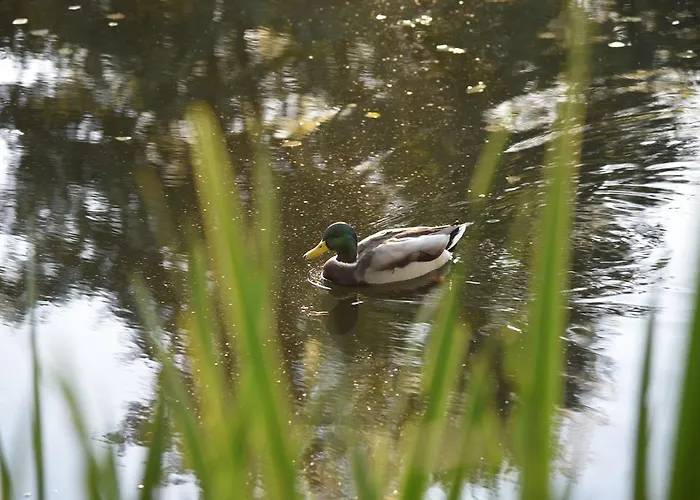 Eisenhauer In * Schluchsee